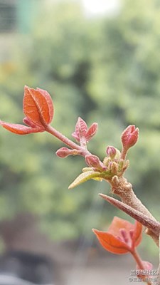 春來了+南雄+紅芽