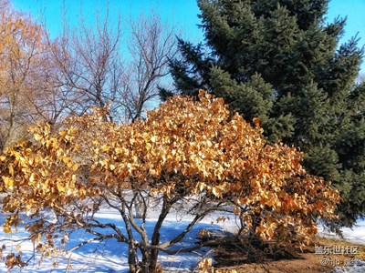 春天來(lái)了+哈爾濱+讓春天來(lái)的在快一些吧