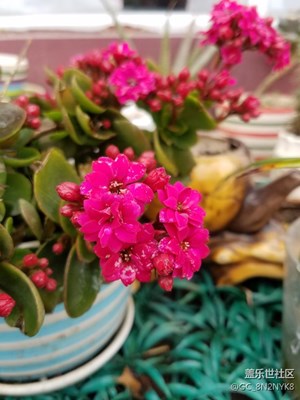 S7E自動拍的！