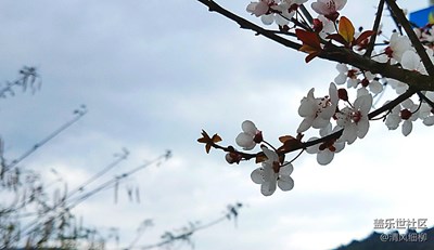 江堤嬌媚舞春風————櫻花（1）