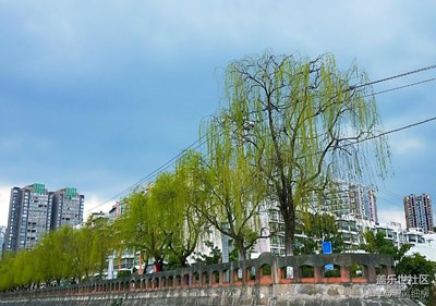 江邊掛滿綠絲條