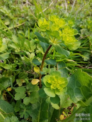 今天更新后拍的，不知道效果如何