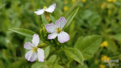 花花世界——蘿卜花