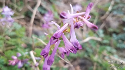 花花世界——風(fēng)鈴花