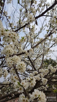 江南無所有，聊贈一枝春