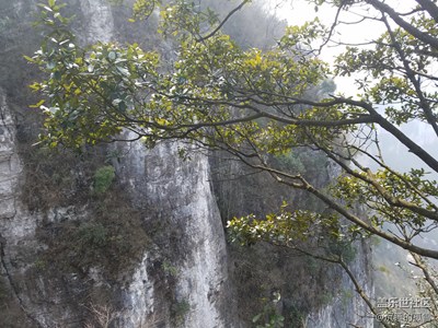 玉樹臨風(fēng)，傲立懸崖