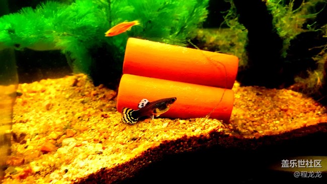 據(jù)說標(biāo)題很重要“安卓7.0”