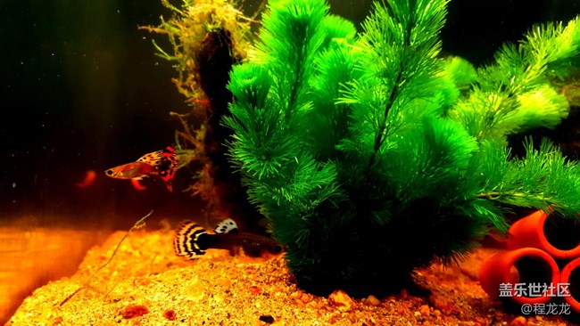 據(jù)說標(biāo)題很重要“安卓7.0”