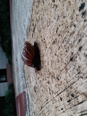 好大滴一只蝸牛