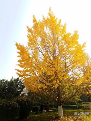 我與S7形影不離之銀杏