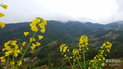 一花一世界