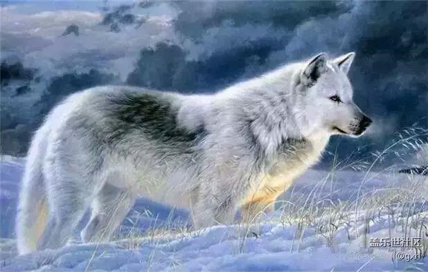 狼若回頭，必有理由！