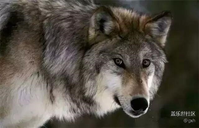 狼若回頭，必有理由！