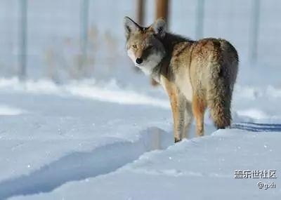 狼若回頭，必有理由！