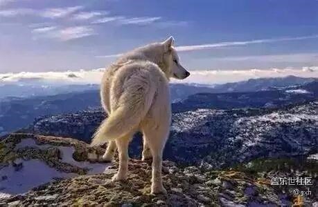 狼若回頭，必有理由！