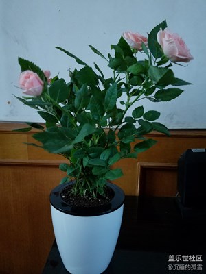 網(wǎng)購的玫瑰花，就是不經(jīng)養(yǎng)，都有點(diǎn)枯葉了