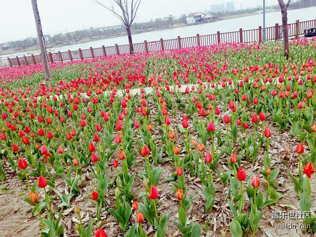 櫻花節(jié)首屆女子十公里路跑