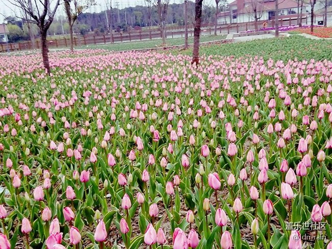 櫻花節(jié)首屆女子十公里路跑