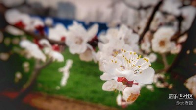 畫的的世界里有花