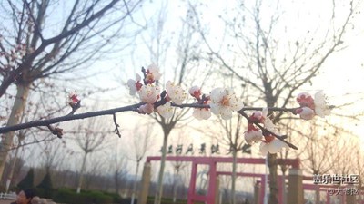 體育公園的桃花