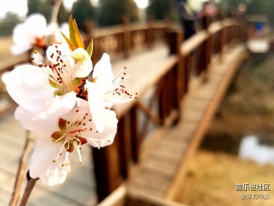 奧森春花色迷人