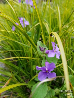 在公園里隨手拍的