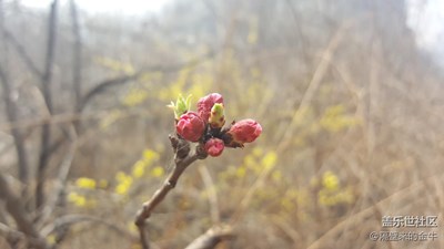 風(fēng)云+新鄉(xiāng)+三月桃花