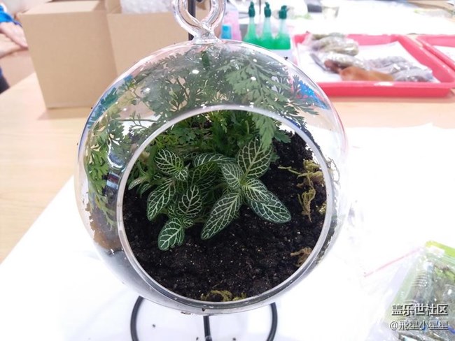 別出新裁的植樹節(jié)活動(dòng)回顧