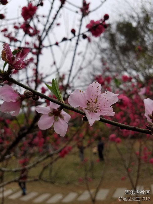 三星的動(dòng)態(tài)相片有什么app支持嗎？