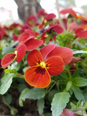 花挺漂亮就是不知道是什么花