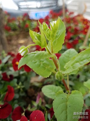 雖然不怎么起眼也自有一股清新的氣息