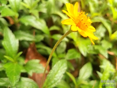 花花世界——三裂葉蟛蜞菊