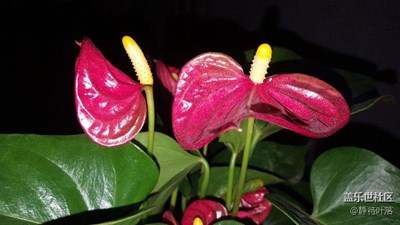 花開的季節(jié)