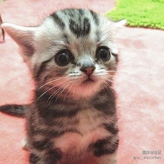 為什么有時候不是快速充電，明明快速充電是打開的！