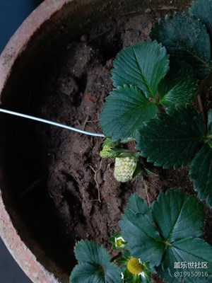 春來了＋黃石＋草莓結(jié)果