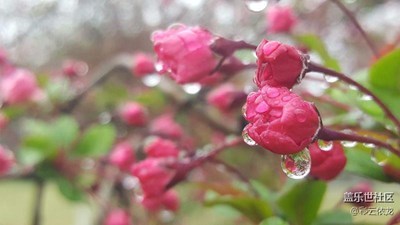 花如剪彩層層見(jiàn),枝似輕絲裊裊垂。