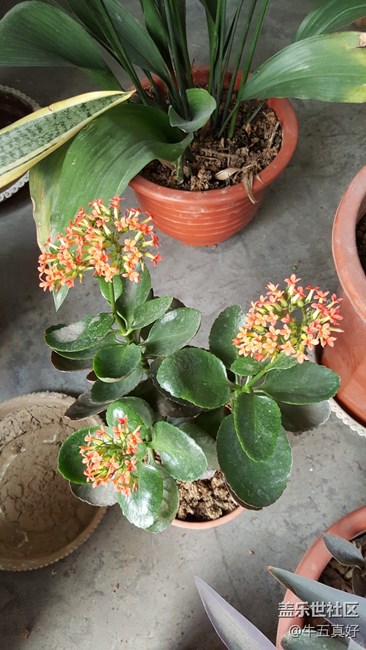 曬曬牛五相機(jī)