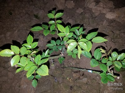 待到花開時(shí)