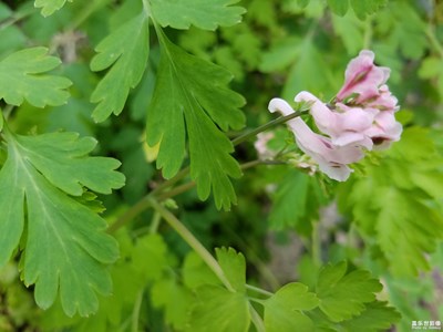 微距對焦效果，一個字：差