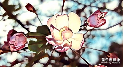 海棠花寫(xiě)實(shí)與抽像。。。，，，，