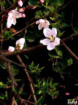 花兒
