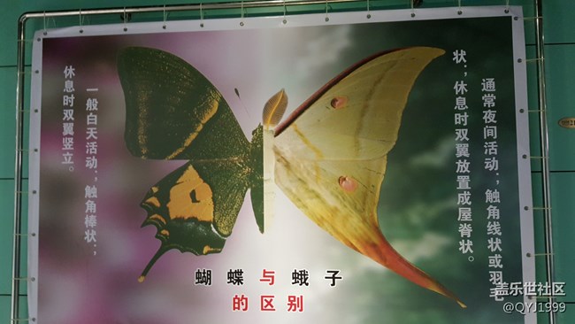 分享一下上海昆蟲博物館參觀心得 分享一下上海昆蟲博物館參觀心得