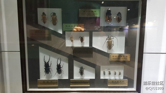 分享一下上海昆蟲博物館參觀心得 分享一下上海昆蟲博物館參觀心得