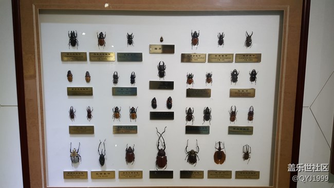 分享一下上海昆蟲博物館參觀心得 分享一下上海昆蟲博物館參觀心得