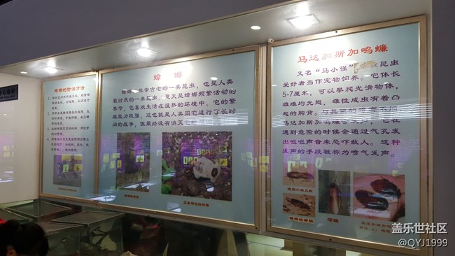 分享一下上海昆蟲博物館參觀心得 分享一下上海昆蟲博物館參觀心得