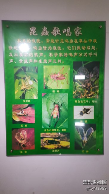 分享一下上海昆蟲博物館參觀心得 分享一下上海昆蟲博物館參觀心得