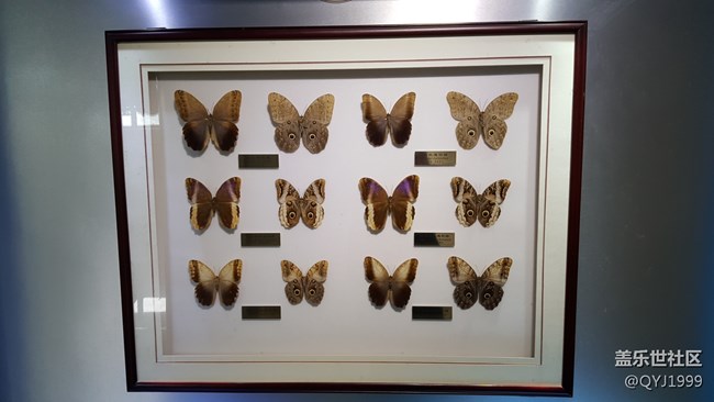 分享一下上海昆蟲博物館參觀心得 分享一下上海昆蟲博物館參觀心得