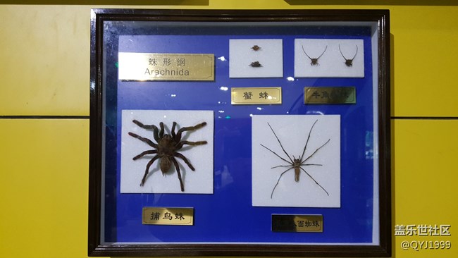 分享一下上海昆蟲博物館參觀心得 分享一下上海昆蟲博物館參觀心得