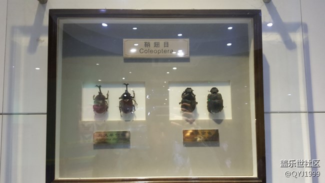 分享一下上海昆蟲博物館參觀心得 分享一下上海昆蟲博物館參觀心得