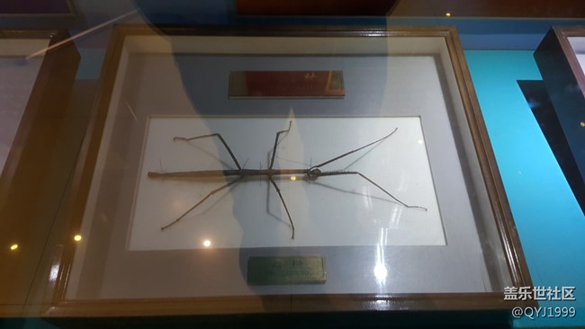 分享一下上海昆蟲博物館參觀心得 分享一下上海昆蟲博物館參觀心得